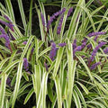 Outsidepride Liriope Muscari Monkey Grass Seeds - 50 Pcs Perennial Ornamental, Drought-Tolerant Lilyturf Ground Cover Seeds by Outsidepride