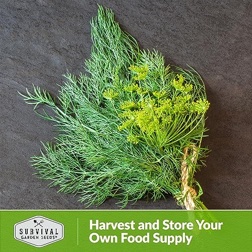 Compact Dill Seeds for Planting – Dwarf Herb Variety (2 Packs) - Image 6