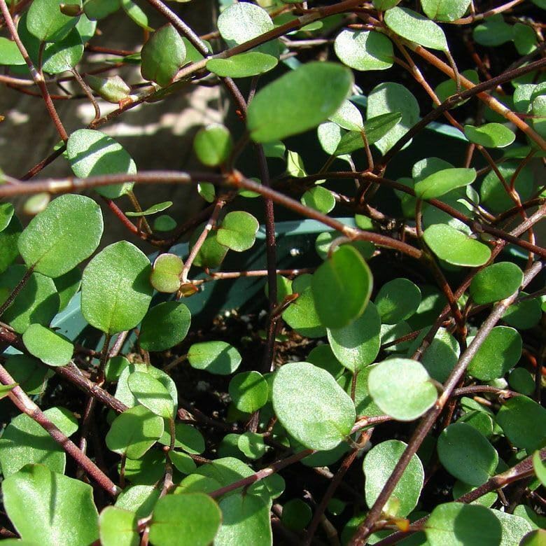 Muehlenbeckia complexa, Fairy Vine, houseplant, Cnt Sz: 3" - Image 2