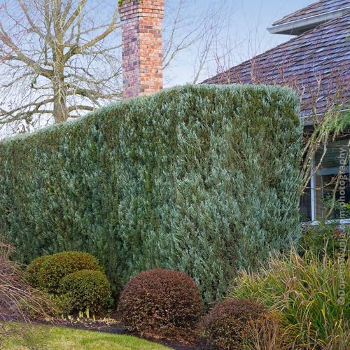 Brighter Blooms Juniper 'Wichita Blue' Tree, 1-2 ft. - Image 4