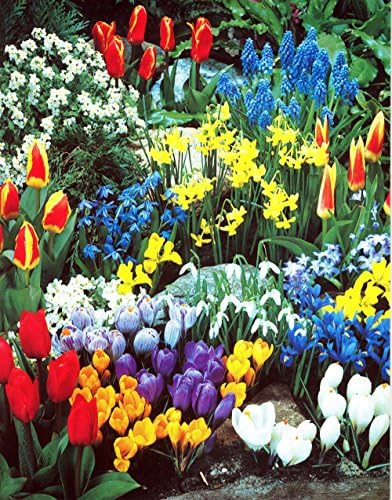 A Complete Spring Garden - 50 Bulbs for 50 Days of Continuous Blooms by WillardMay