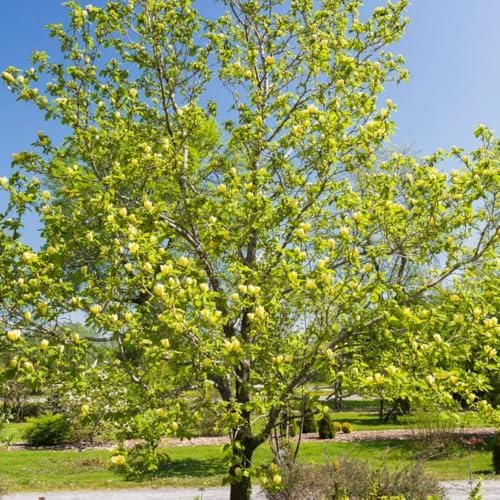 Yellow Magnolia Flower Tree Live Plant, Outdoor Landscape Tree, 2.5'' Pot - Image 7