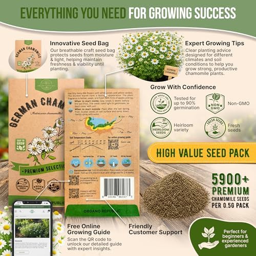Organo Republic German Chamomile Seeds Pack 0.5 G - Over 5,900 Non-GMO Heirloom Chamomile Seeds for Planting Herbs in Individual Seed Packet, Herbs Seeds for Planting Home Indoor & Outdoor Gardening - Image 3