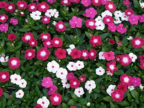 Catharanthus Roseus Mixed Vinca Pacifica Xp Bold Mix, 4 Starter Plant by Unknown