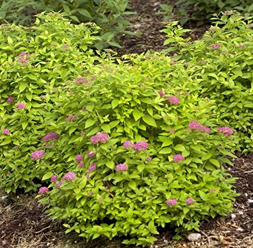 Proven Winners - Spiraea jap. Double Play Gold (Spirea) Shrub, , #3 - Size Container - Image 3