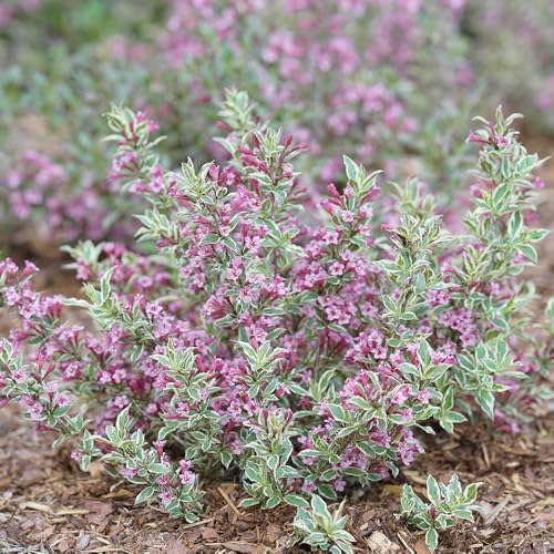 Live Plant from Green Promise Farms - Weigela Florida, My Monet #3 Gallon Size Container Pink Flowers by GreenPromiseFarms