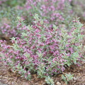 Live Plant from Green Promise Farms - Weigela Florida, My Monet #3 Gallon Size Container Pink Flowers by GreenPromiseFarms