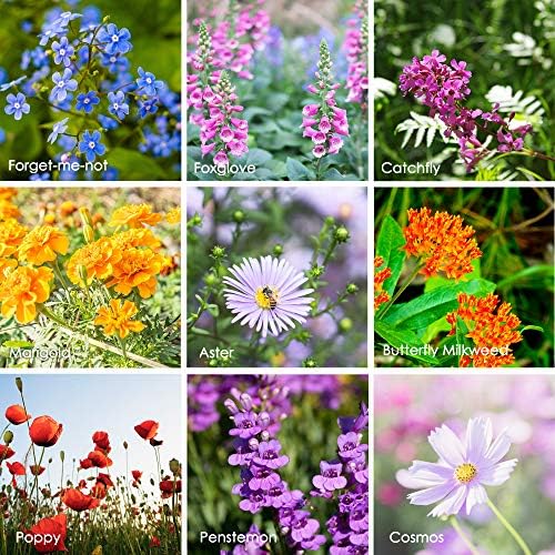 Mountain Valley Seed Co Wildflower Seeds Bulk, 2 Oz. 80,000+ Seeds - Image 6