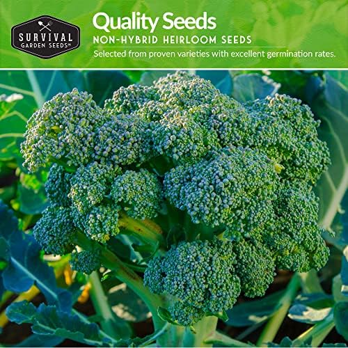 Broccoli Seeds for Planting – 3 Varieties - Survival Garden Seeds - Image 3