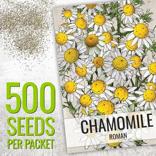 Seed Needs Chamomile Seeds Variety Pack of 2 Non-GMO & Heirloom Tea Herbs - Image 2