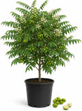 Live Neem Tree Plant 12 to 16 Tall, Tropical Green Neem Tree with White Blooms for Home Garden, Patio and Landscape, No in CA by Unknown