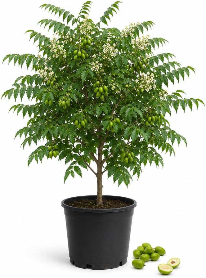 Live Neem Tree Plant 12 to 16 Tall, Tropical Green Neem Tree with White Blooms for Home Garden, Patio and Landscape, No in CA by Unknown