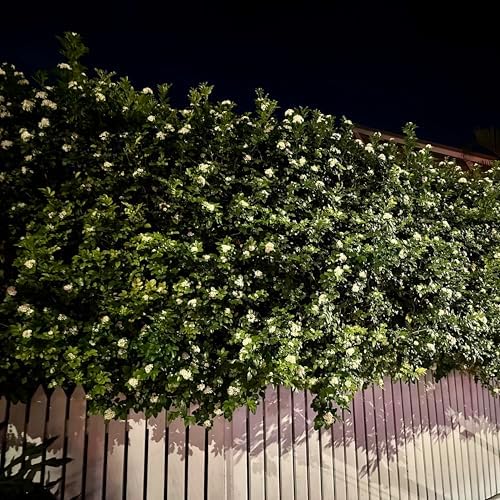 Night Jasmine Fragrant Flowering - 4 x 2 inch Bags - Image 5