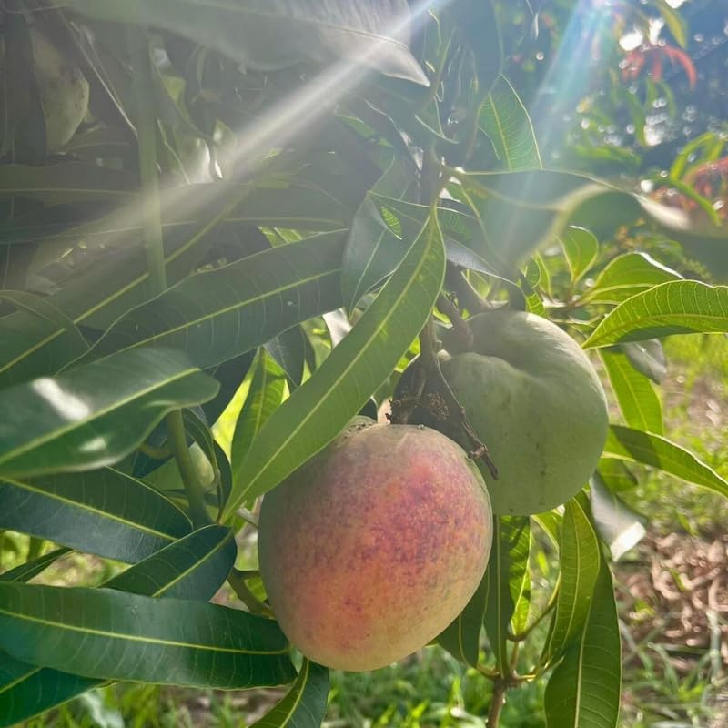Dwarf Mango Tree Live Plant, Tropical Fruit, 3 Gallon Pot - Image 7