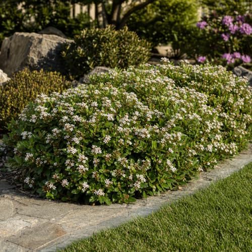 Indian Hawthorn - 50 Live Plants - Rhaphiolepis Indica Alba - Flowering Evergreen Shrub - Image 4