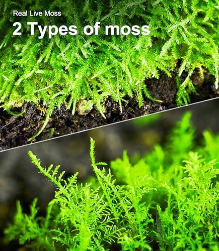 Live Moss Duo Pack 2 Types of Real Live Sheet/Sphagnum Moss for Terrariums, Terrarium Mosses Landscaping, Reptile Tank Accessories, Snake & Gecko Humidity Substrate Mosses for Crafts & Plant Décor - Image 5