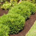 Brighter Blooms Soft Touch Holly Shrub, 1 Gallon by BrighterBlooms
