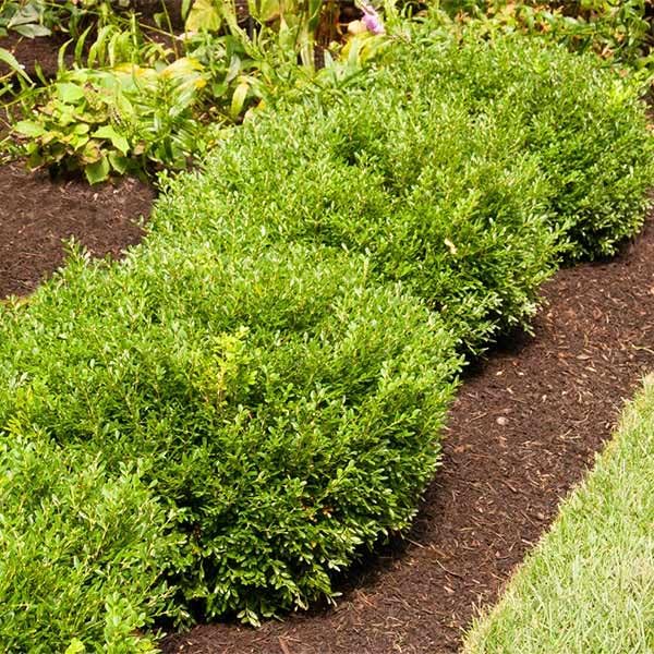 Brighter Blooms Soft Touch Holly Shrub, 1 Gallon by BrighterBlooms