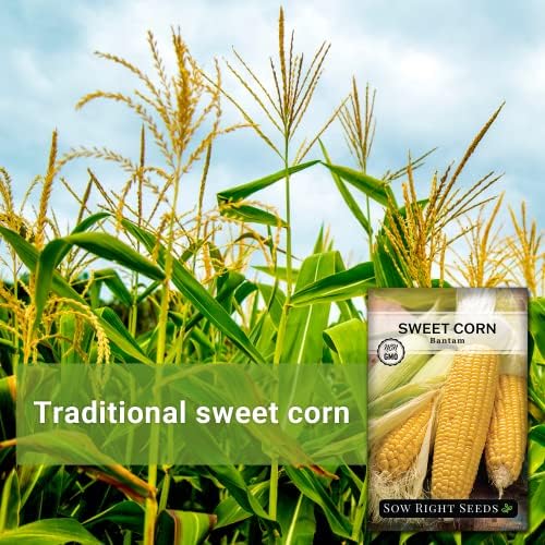 Sow Right Seeds - Golden Bantam Sweet Corn Seed for Planting Outdoors - Image 3