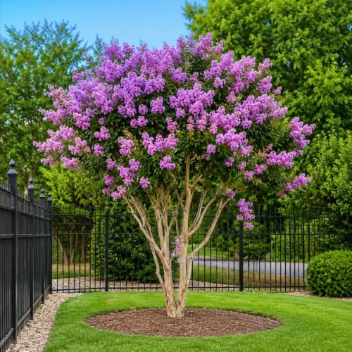 Lavender Muskogee Crape Myrtle Tree - 12-18" Tall - Gallon Pot - Image 4