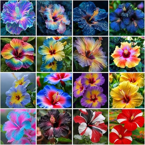 115+ Mixed Perennial Hibiscus Flower Seeds for Planting - Fresh Hardy Hibiscus Exotic Plant Bonsai Seeds Non-GMO Heirloom for Multi-Colored Flower Home Garden Outdoor by MIXRUGBACWATER