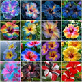 115+ Mixed Perennial Hibiscus Flower Seeds for Planting - Fresh Hardy Hibiscus Exotic Plant Bonsai Seeds Non-GMO Heirloom for Multi-Colored Flower Home Garden Outdoor by MIXRUGBACWATER