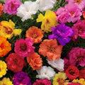 24500 Double Mix Moss Rose Flower Seeds, Portulaca Grandiflora by Unknown