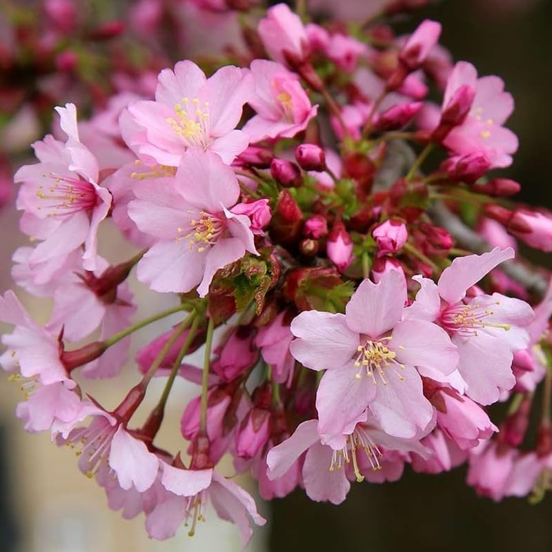 Pink Cherry Blossom Tree Live Plant, Landscape Bloom Tree, 8-12 Inch Tall - Image 3