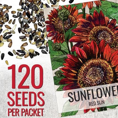 Seed Needs Red Sun Sunflower Seeds to Plant Cut Flowers - 2 Packs - Image 3