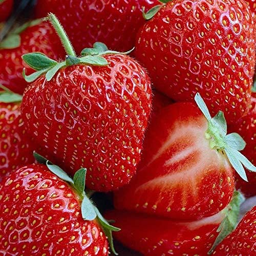 Honeoye Strawberry 10 Bare Root Plants - Extremely Hardy June-Bearing by Hirt%27s+Gardens