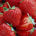Honeoye Strawberry 10 Bare Root Plants - Extremely Hardy June-Bearing by Hirt%27s+Gardens
