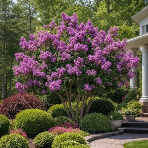 Crape Myrtle Catawba | 3 Live Plants | Lagerstroemia Indica | Purple Flowering Shrub, Summer Blooming, Drought Tolerant, Low Maintenance, Ornamental Tree, Fast Growing, Full Sun - Image 2