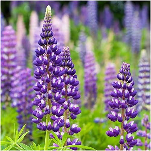 Seed Needs Perennial Wildflower Seed Mix 30,000 Seeds 2 Ounce Bulk Pack - Image 4