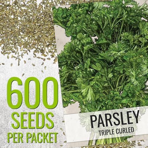 Seed Needs Curly Parsley Seeds to Plant an Herb Garden - 1 Pack - Image 2