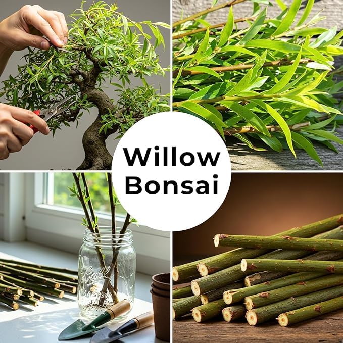 Dwarf Weeping Willow Bonsai Tree Cutting to Grow – Live Indoor Plant for Home & Office Décor | Hand-Trained Miniature Tree with Elegant Cascading Branches - Bonsai Material - Image 4