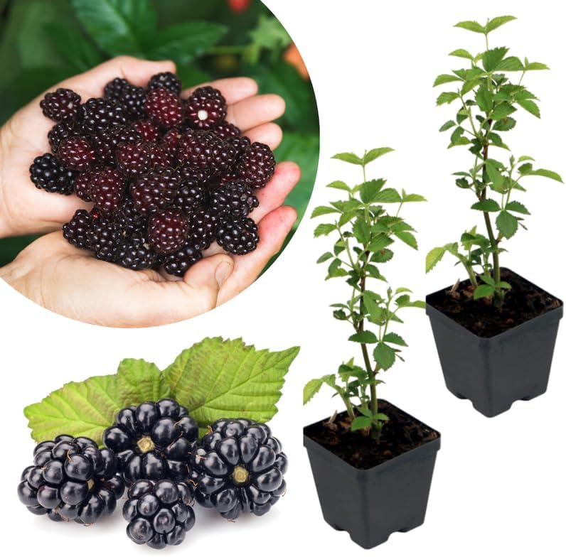 2 Thornless BlackBerry Bushes Live Plants, High Yield Berry, 4-6 Inch Tall by Unknown