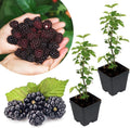 2 Thornless BlackBerry Bushes Live Plants, High Yield Berry, 4-6 Inch Tall by Unknown