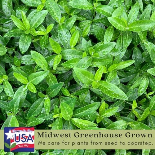 Clovers Garden Creeping Myrtle Periwinkle Plants - Two (2) Live Plants - Non-GMO - Each 4" to 8" Tall - in 4" Pots - Vinca Minor Perennial Ground Cover, Deer Resistant - Image 3