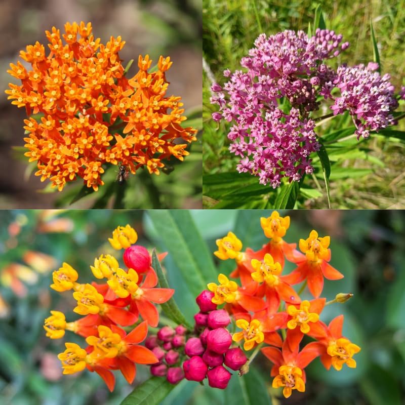 3 Mix Butterfly Milkweed Plants, 4-8" Tall Asclepias Tuberosa Plants - Image 2