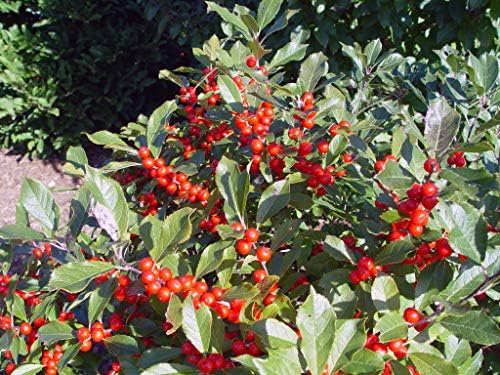 Ilex verticillata 'Red Sprite' (Winterberry) Shrub, XL red fruit, 3 - Size Container - Image 3