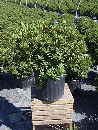 Rhododendron X 'Purple Gem' (Rhododendron) Evergreen, bluish purple flowers, #2 - Size Container - Image 5