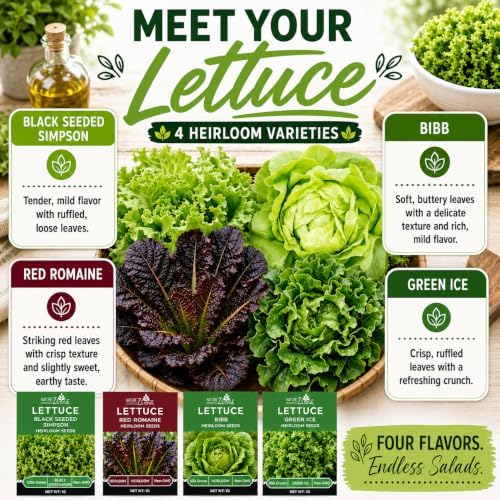 NatureZ Edge Lettuce Seeds for Planting, 4 Popular Varieties Non-GMO Heirloom Seeds, Red Romaine, Bibb Butter, Black Seeded Simpson, Green Ice Lettuce, Romaine, Salad Lettuce, Hydroponic Garden, USA - Image 5