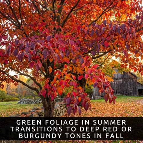 White Flowering Dogwood Trees Live – Cornus Florida – Ornamental Flowering Trees – Spring Blooms & Landscape Trees – Bare Root for Outdoor Planting (10 Trees) - Image 6