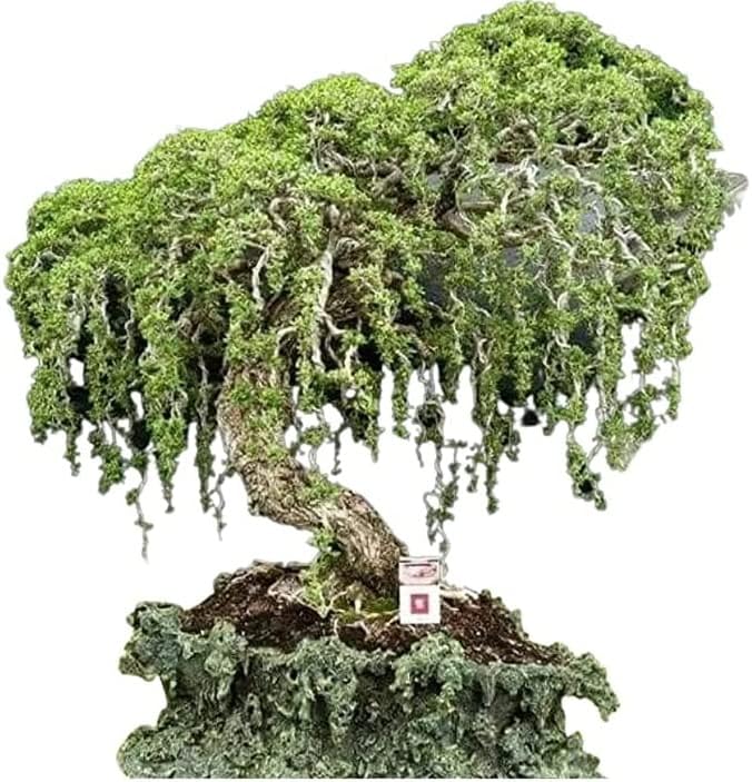 Australian Willow Bonsai Trees Fresh Cutting - Extensive Thick Trunks Fast Growing Light Bonsai Indoor Money Plant - Antique Piece for Your Home and Office by CZGrain
