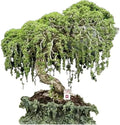 Australian Willow Bonsai Trees Fresh Cutting - Extensive Thick Trunks Fast Growing Light Bonsai Indoor Money Plant - Antique Piece for Your Home and Office by CZGrain