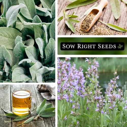 Sow Right Seeds - Sage Seed for Planting Perennial Herb Kitchen Garden 3pk - Image 4