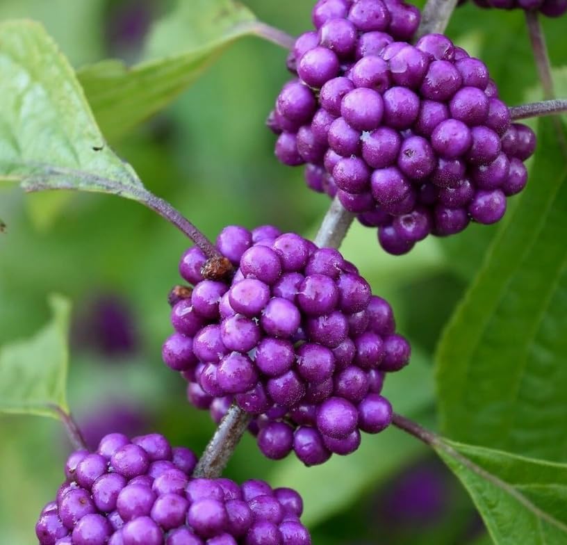American Beautyberry Shrub/Bush - 4-8" Tall Live Plant - 2.5" Pot by Unknown