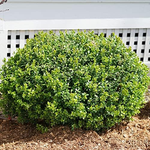 Proven Winners 2 Gallon Sprinter Boxwood - Image 2