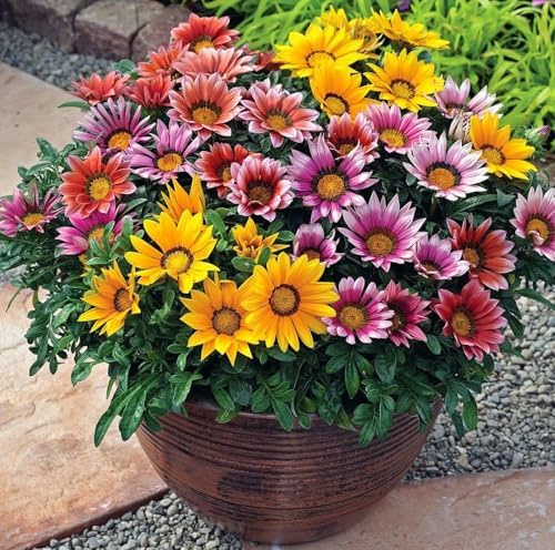 99pcs Gazania & Tithonia Mexican Sunflower Seeds– Perennial Ground Cover Plants, Heat & Drought Tolerant, Easy to Grow, Colorful Blooms for Garden, Butterfly & Pollinator Friendly - Image 4
