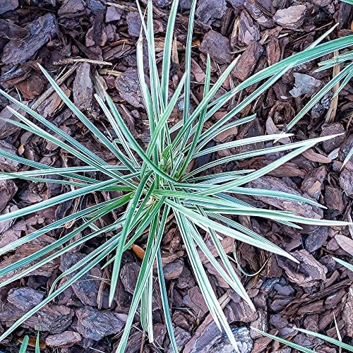 Aztec Grass Liriope Muscari, Outdoor Plants Live Ornamental Grass Plants Live Plants, Evergreen Garden Decor, Landscape Edging Liriope Plants, Flowering Plant Blooms Purple Flowers by Plants for Pets - Image 3